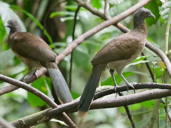 <h3><a href="/trips/costa-rica/biota/animalia/chordata/aves/006 galliformes/002 cracidae/ortalis cinereiceps/ortalis cinereiceps-nl.html">Ortalis&nbsp;cinereiceps</a> / Grey‑headed&nbsp;chachalaca / Grijskopchachalaca</h3>OM-1 Mark II met OLYMPUS M.150-400mm F4.5, 1/200 sec  bij F4.5, ISO 10000, afstand 10.1&nbsp;m